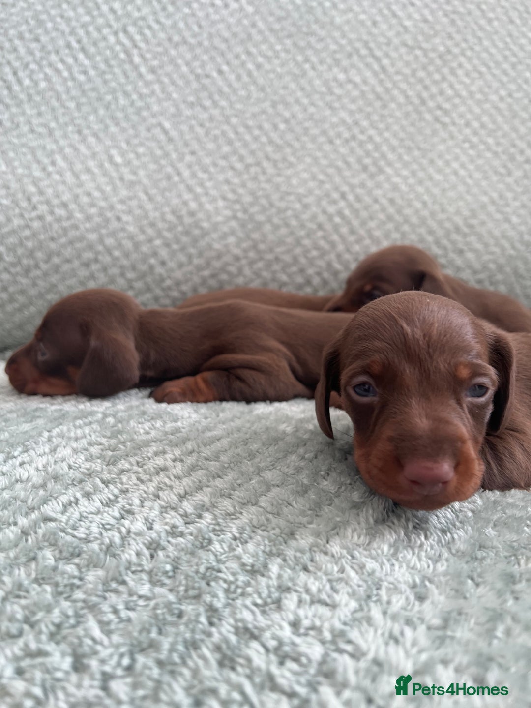 Miniature Dachshund dogs for sale: Miniature dachshunds ( chocolate & tan )  - Image 3