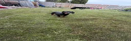 Dachshund dogs for sale: Stunning Girl dachshund available (LAST ONE) !! in Liverpool - Advert 7