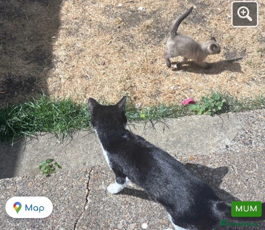 Siamese cats for sale: 2 beautiful kittens for sale a mixed breed  in London - Advert 1