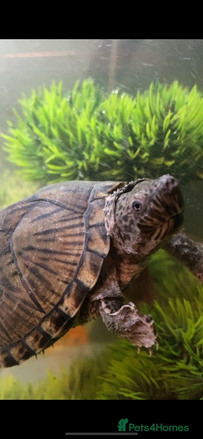 Turtle reptiles Musk turtles - Advert 5