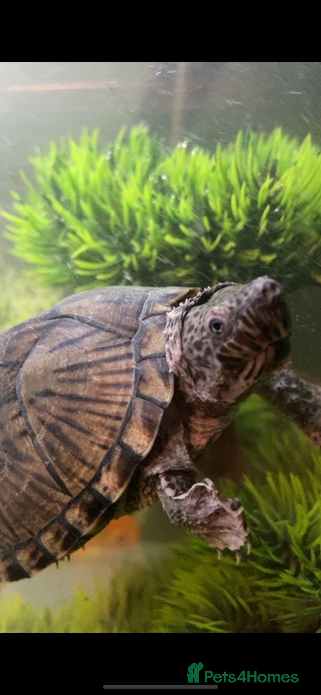 Turtle reptiles for sale: Musk turtles - Advert 1