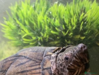 Turtle reptiles Musk turtles - Advert 5
