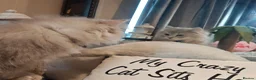 British Longhair cats for sale: Cinnamon bi colour, blue golden  - Advert 4
