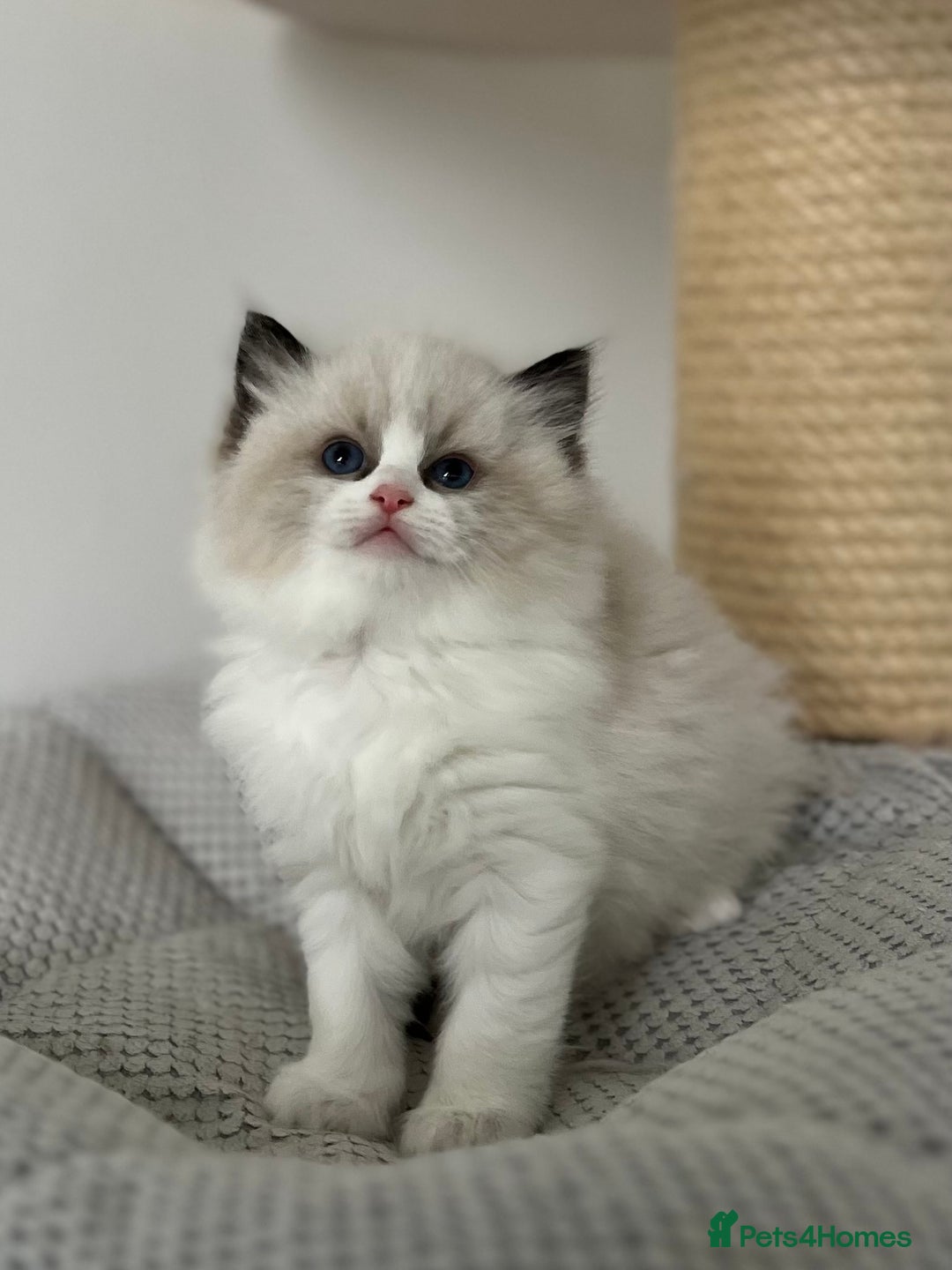 Ragdoll cats for sale: Exquisite Seal Bicolour Ragdoll Boys dolly face - Image 17