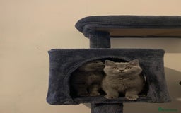British Shorthair cats for sale: STUNNING BRITISH SHORTHAIR KITTENS  - Image 4