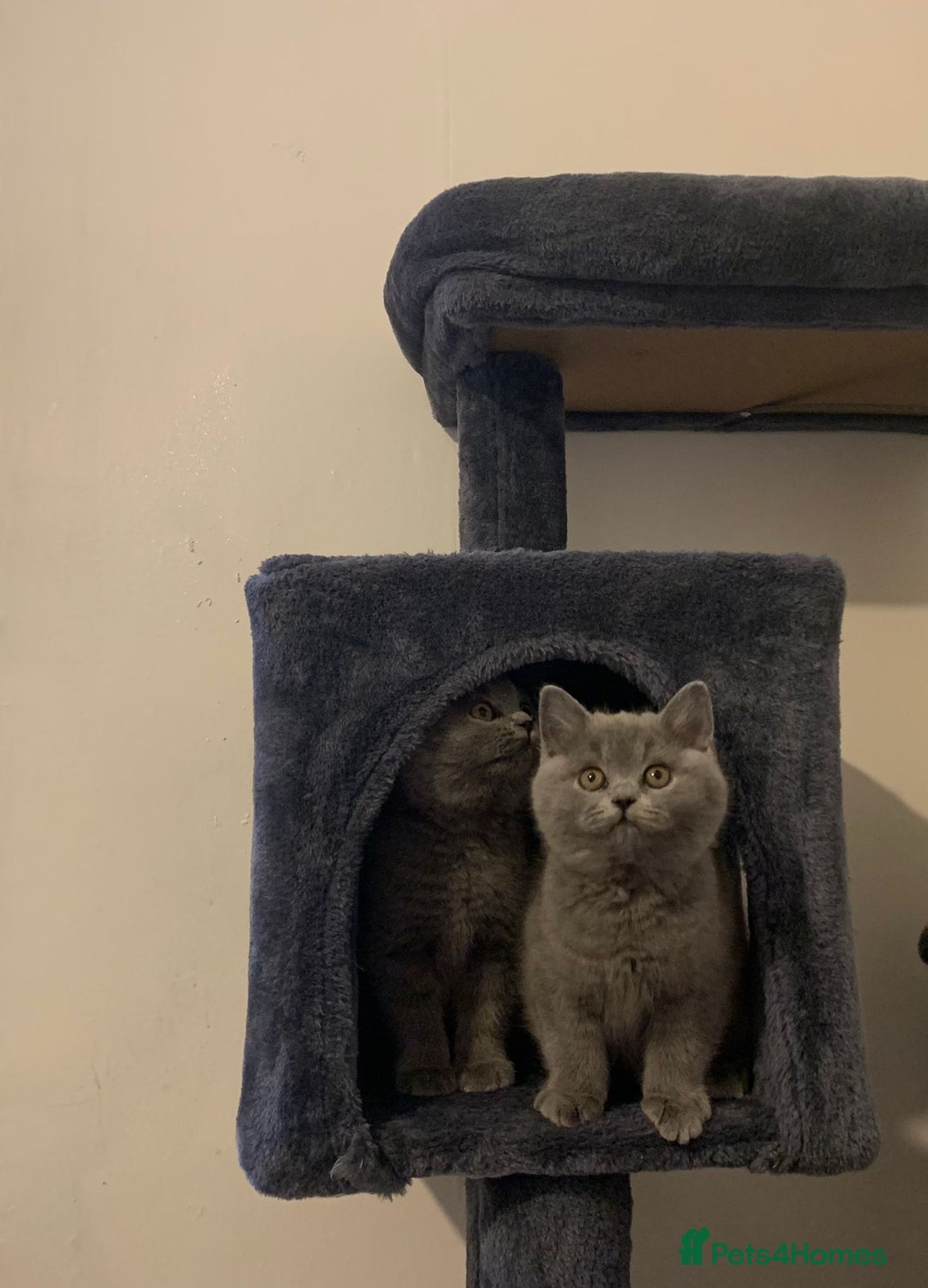 British Shorthair cats for sale: STUNNING BRITISH SHORTHAIR KITTENS  - Image 4