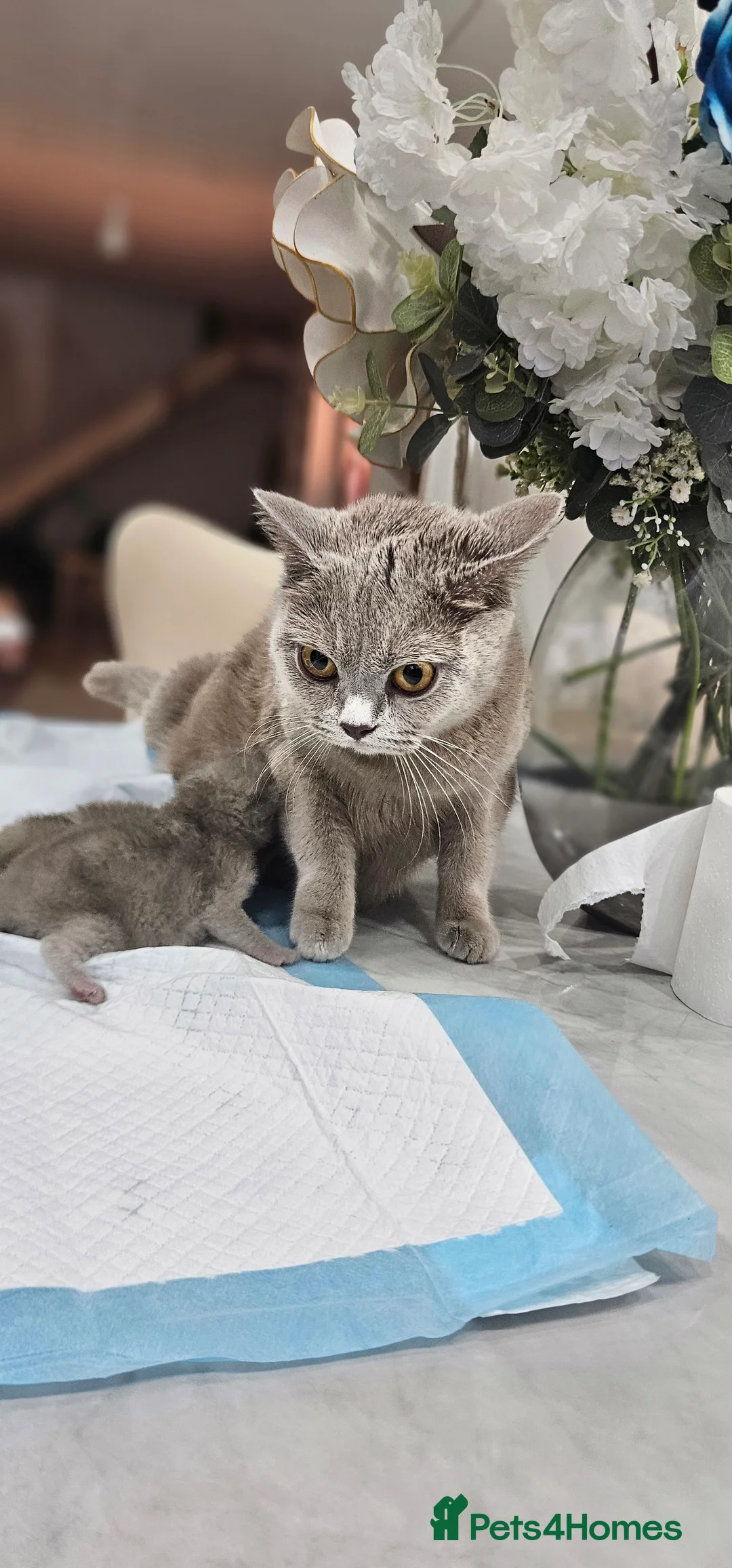 British Shorthair cats for sale: Pure British shorthairs (read desc) - Advert 2