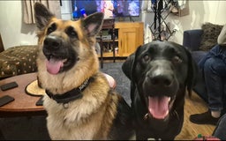 Mixed Breed dogs for sale: Beautiful sheprador puppies  - Advert 3