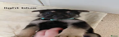 German Shepherd Pup light blue collar