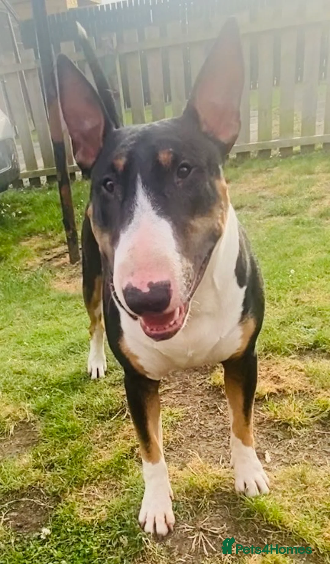English Bull Terrier dogs for stud: Tri coloured bull terrier for studding (CHAOS) - Advert 2