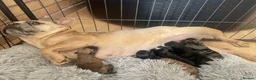 Mixed Breed dogs for sale: Foodles ready to leave flr the perfect 4ever home - Advert 1