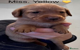 Labrador Retriever dogs for sale: Outstanding Fox Red Labrador Retriever Puppies  - Image 6