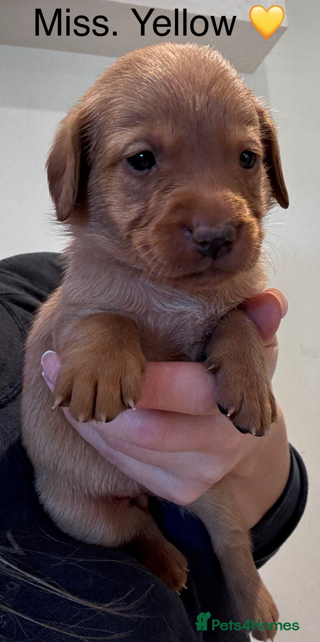 Labrador Retriever dogs for sale: Outstanding Fox Red Labrador Retriever Puppies  - Image 6