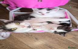 Mixed Breed cats for sale: British shorthair cross Kittens - Image 5