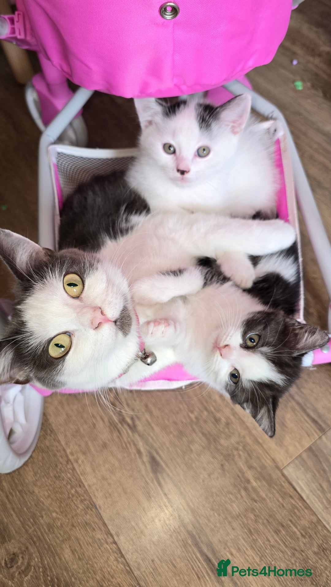 Mixed Breed cats for sale: British shorthair cross Kittens - Image 5