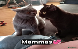 British Shorthair cats for sale:  🐾 BSH Blue,Chocolate& Tabby– Whiskers Kittens 🐾 - Image 13