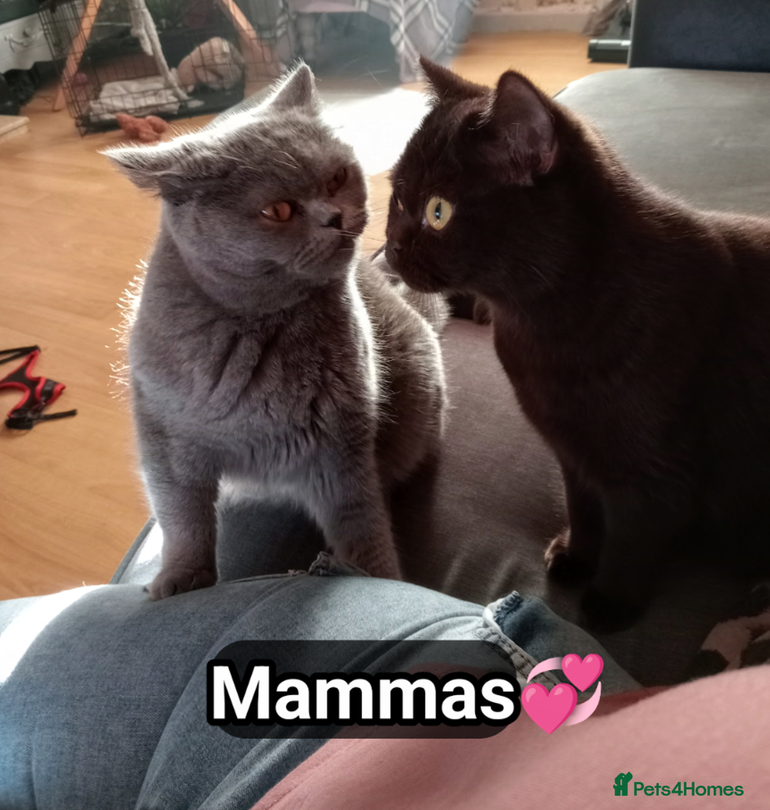 British Shorthair cats for sale:  🐾 BSH Blue,Chocolate& Tabby– Whiskers Kittens 🐾 - Image 13