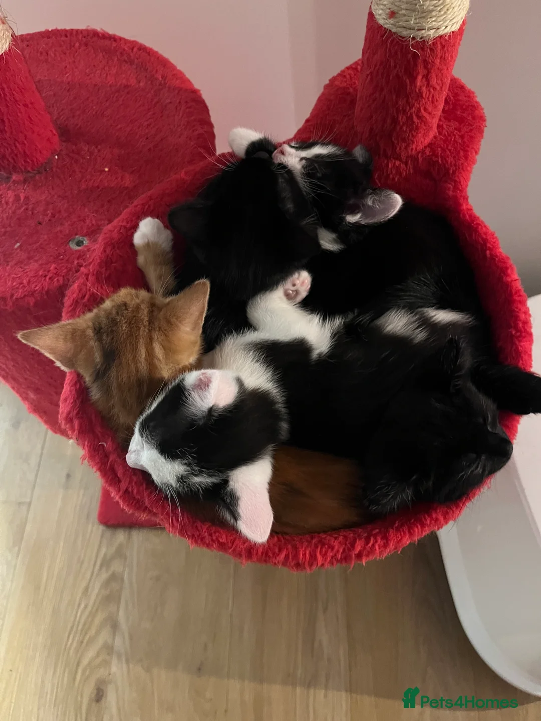 Mixed Breed cats for sale: 5 male kittens ready to find their forever homes.  - Advert 7