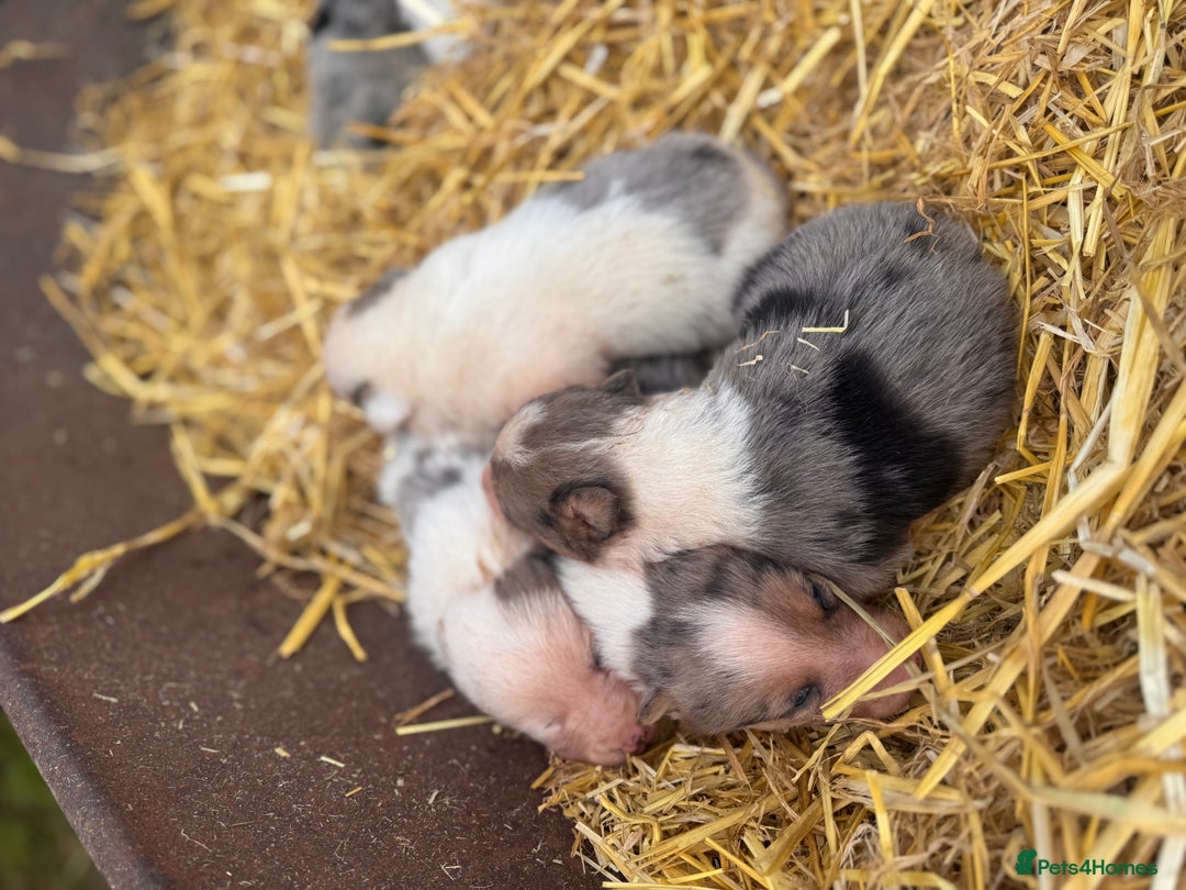 Border Collie dogs for sale: Blue merle collies - Advert 24