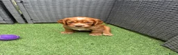 Cocker Spaniel dogs for sale: Red KC cocker spaniel puppies  - Advert 7