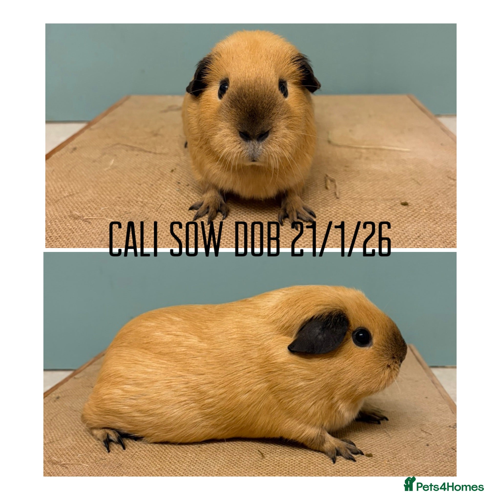 Guinea Pig rodents Californian girls  - Advert 1
