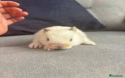 Mixed Breed rabbits for sale: Gorgeous baby bunny’s for sale  - Image 7