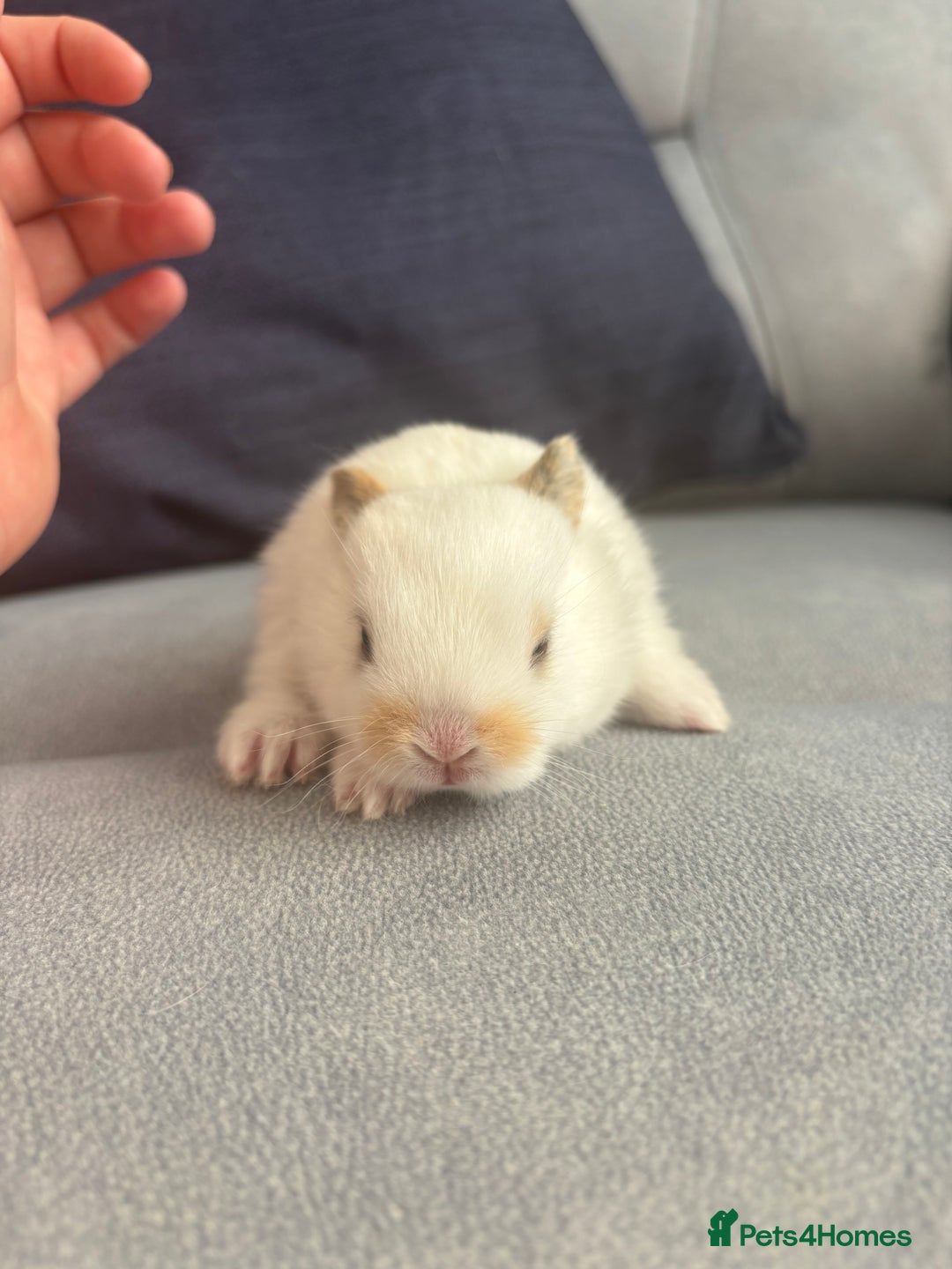 Mixed Breed rabbits for sale: Gorgeous baby bunny’s for sale  - Image 7
