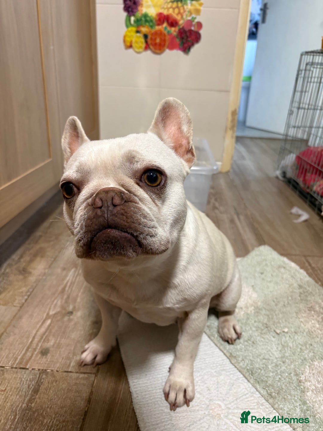 French Bulldog dogs for sale: Purebred French Bulldog – 2 Years Old (Female) - Image 3