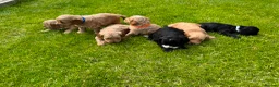 Cockapoo dogs for sale: Toy cockapoo puppies (golden) (tri) super cute - Advert 37