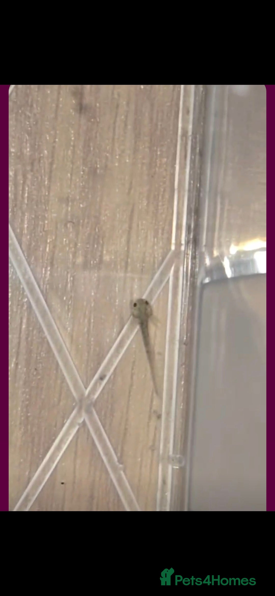 Axolotl reptiles for sale: Axolotl - Advert 2