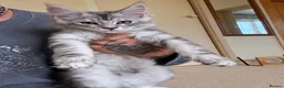 Maine Coon cats for sale: 2 Beautiful Main Coon Babies  - Advert 5