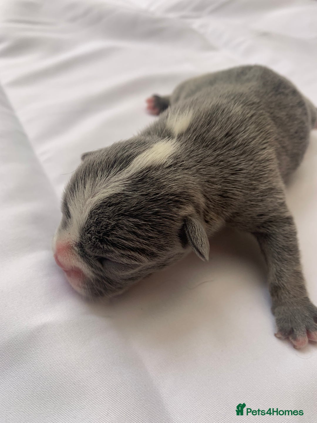 French Bulldog dogs for sale: French bulldog puppies with lilac and merle  - Image 32