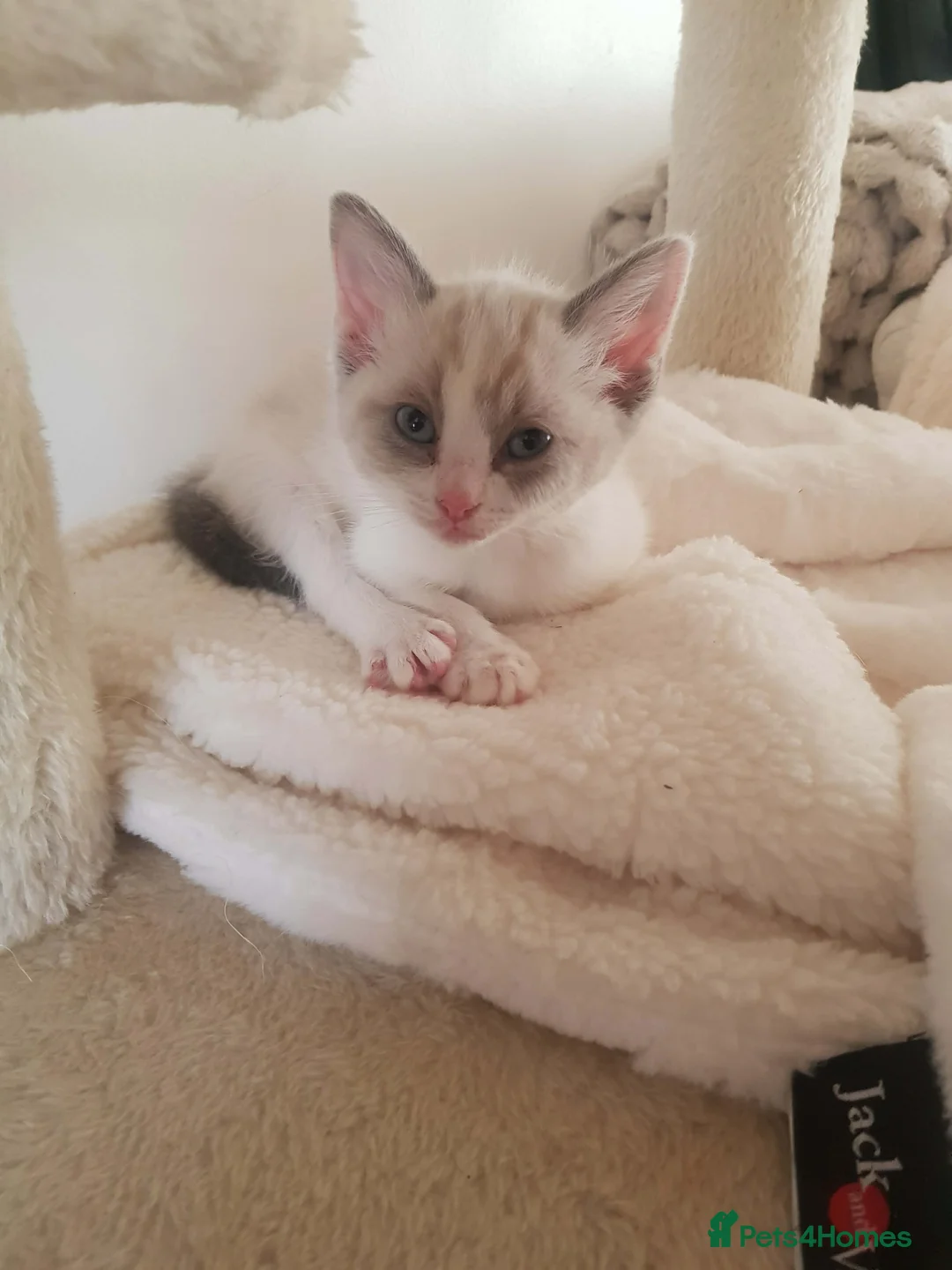 Ragdoll cats for sale: 3/4 ragdoll kittens ready now - Advert 4