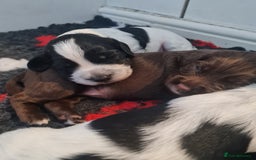 Cocker Spaniel dogs for sale: Exceptional Working Cocker Spaniel Pups – KC Reg - Image 13