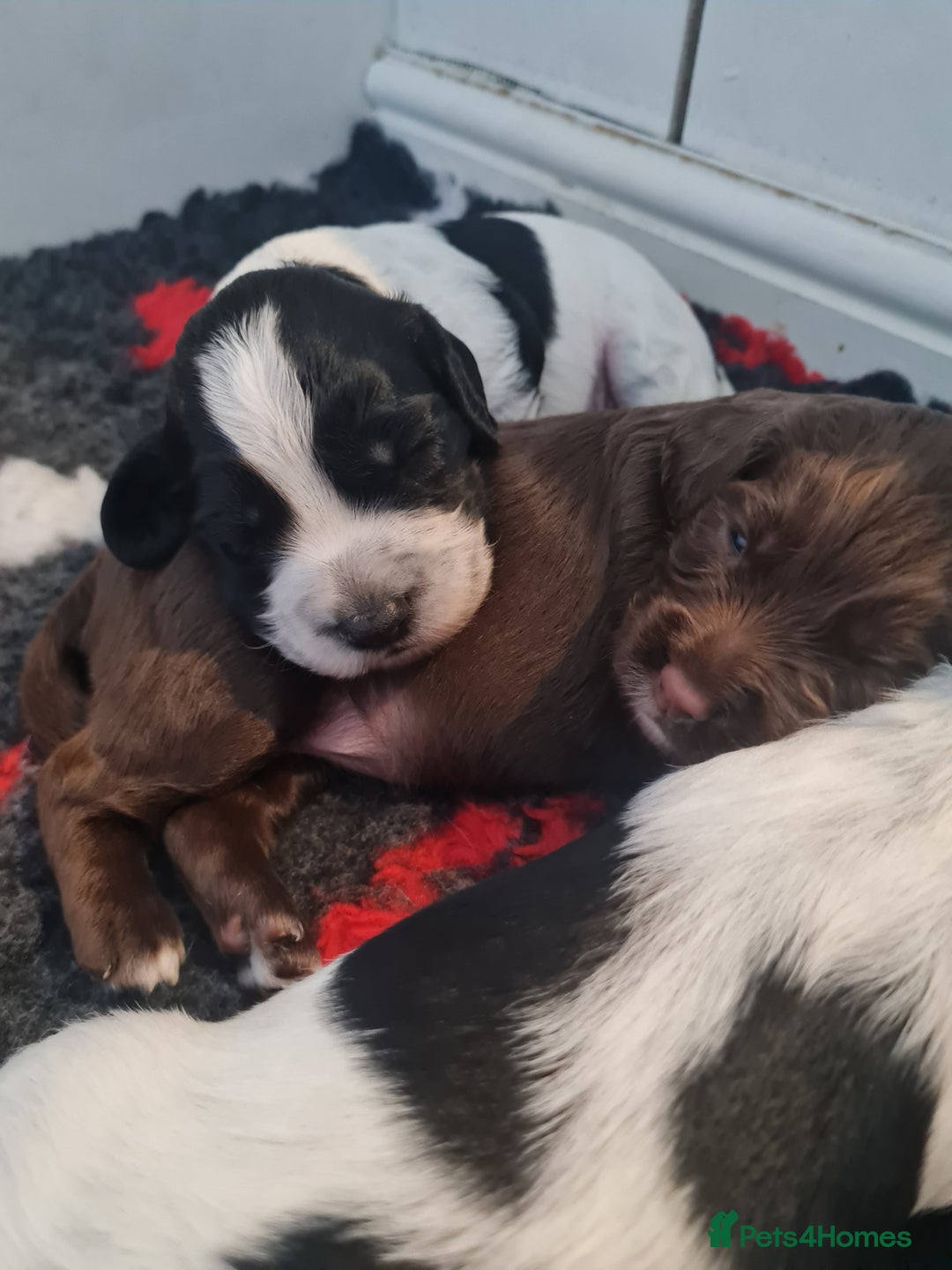 Cocker Spaniel dogs for sale: Exceptional Working Cocker Spaniel Pups – KC Reg - Image 13