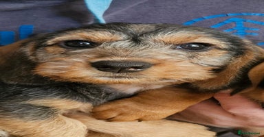Dachshund dogs - Advert 1