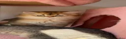 British Longhair cats for sale: Stunning Golden & White British Kittens Vaccinated - Advert 2