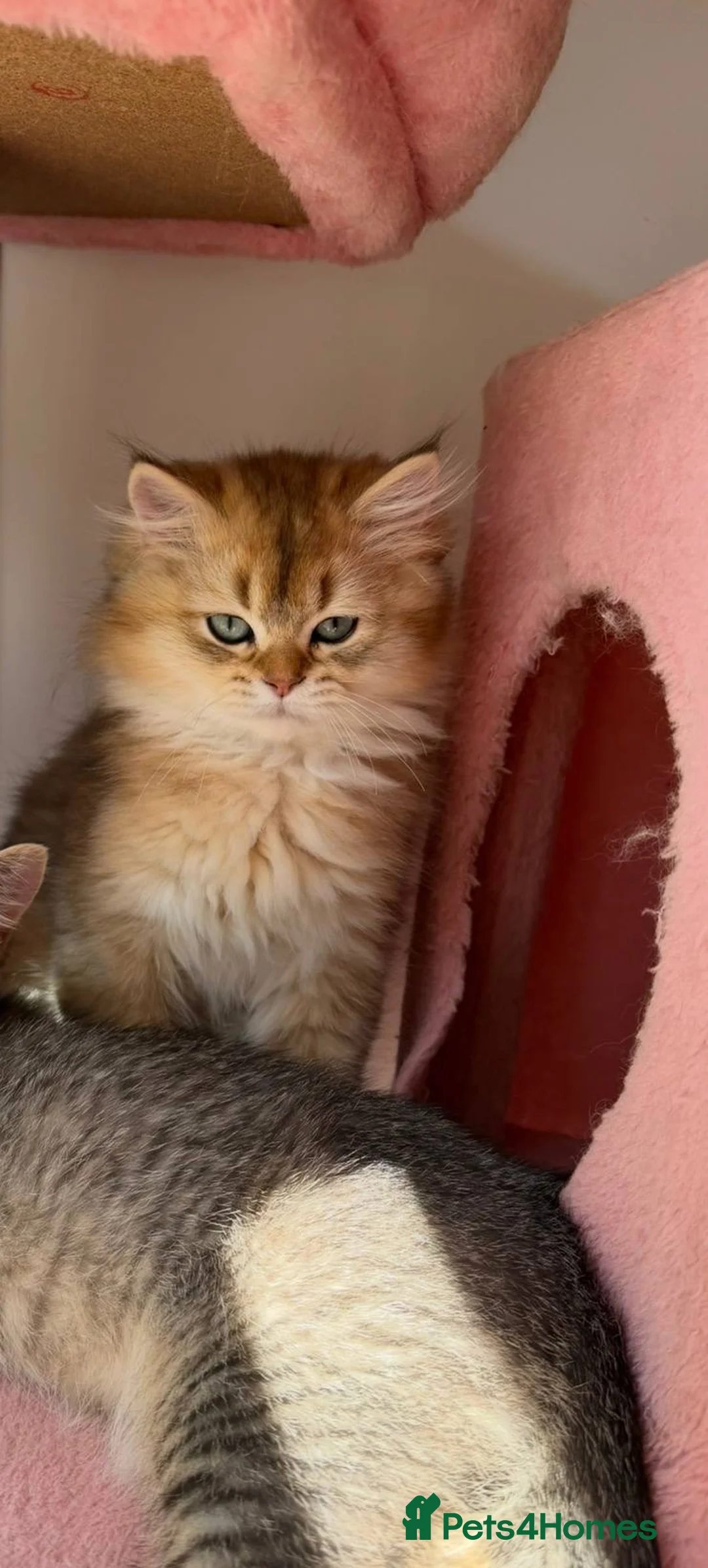 British Longhair cats for sale: Stunning Golden & White British Kittens Vaccinated - Advert 2