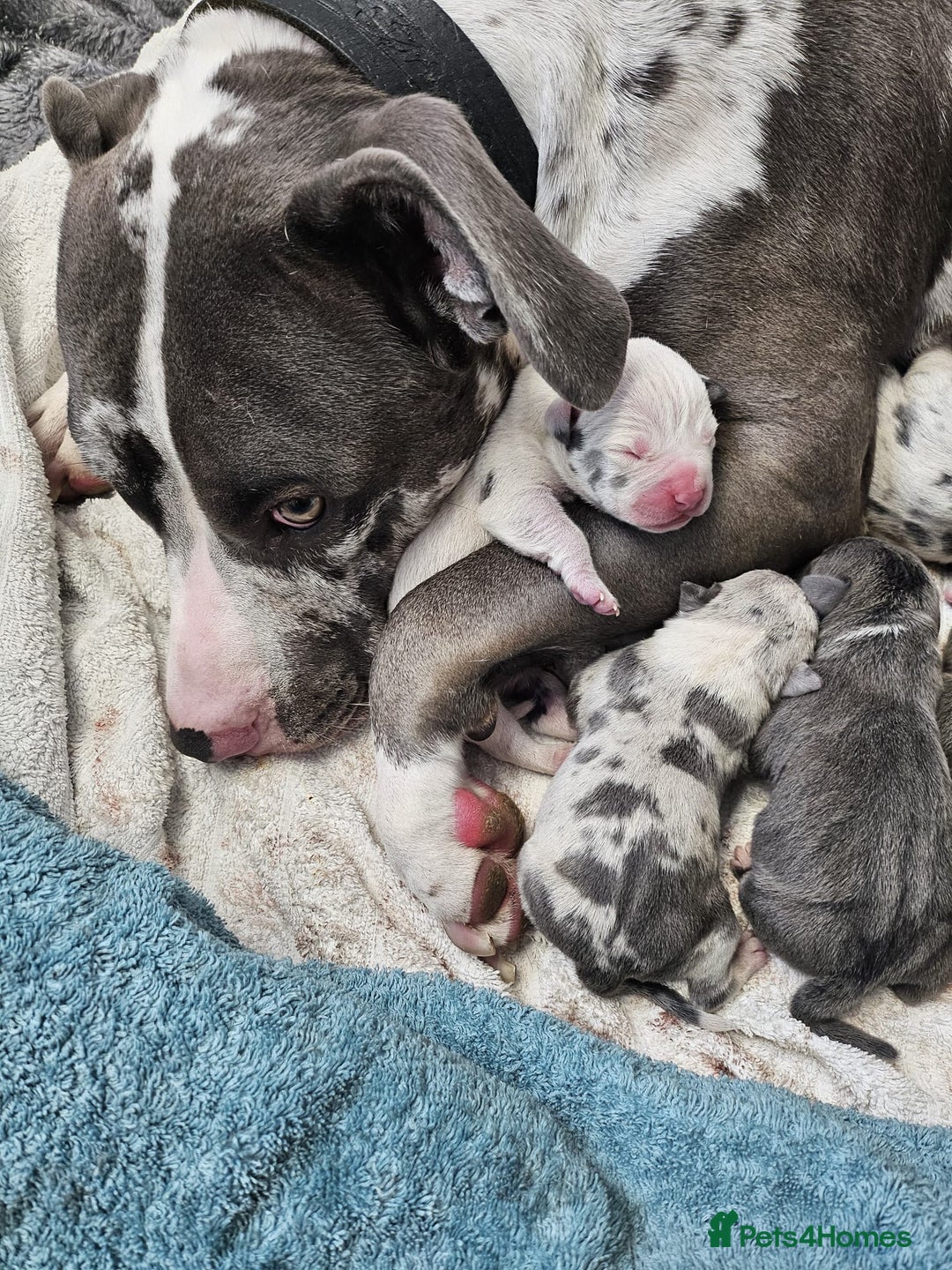 American Bully dogs for sale: Abkc Pocket Bully X Abkc classic Bully puppies - Image 20