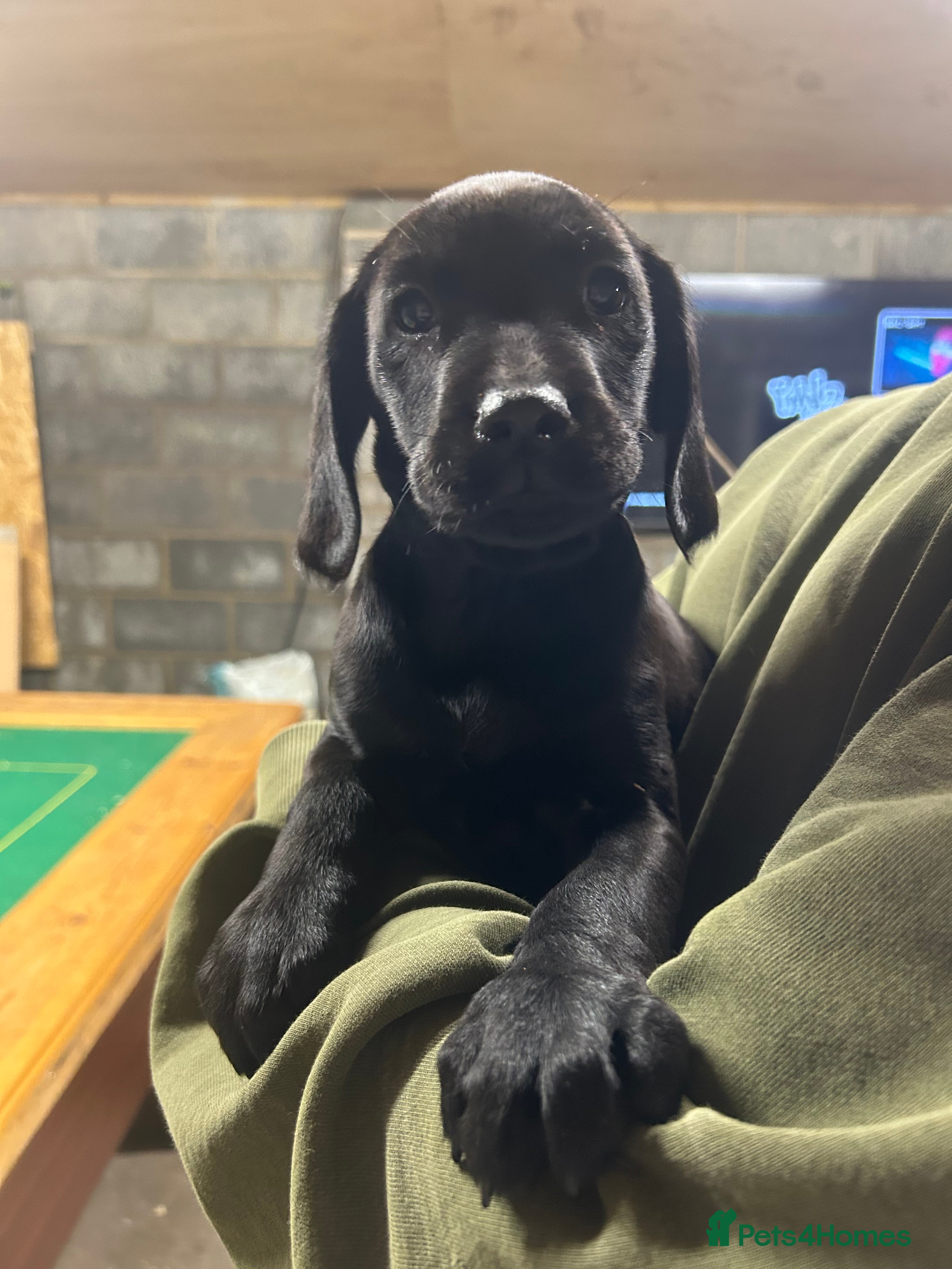 Mixed Breed dogs 🐾 Only one Gorgeous Sprockerdor Puppies 🐾 - Advert 4