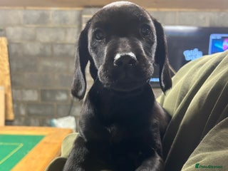 Mixed Breed dogs 🐾 Only one Gorgeous Sprockerdor Puppies 🐾 - Advert 11