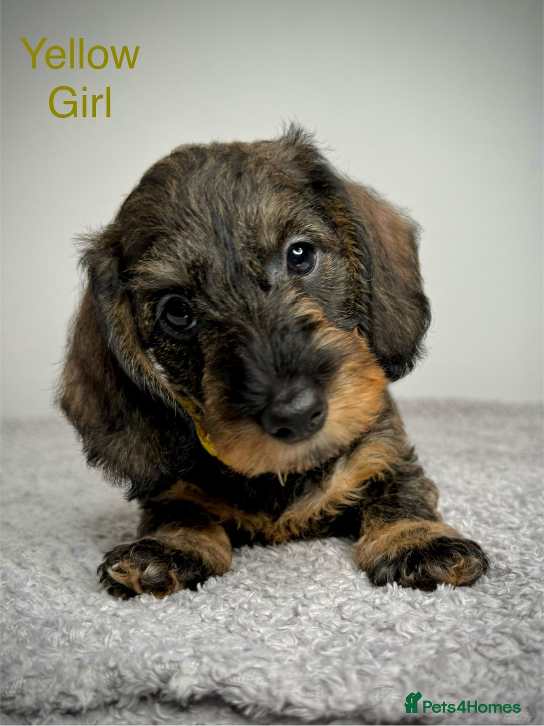 Miniature Dachshund dogs for sale: KC Reg Wire Haired Miniature Dachshund Puppies  - Advert 22