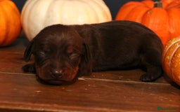 Miniature Dachshund dogs for sale: Pedigree KC show line miniature dachshund puppies  - Image 8
