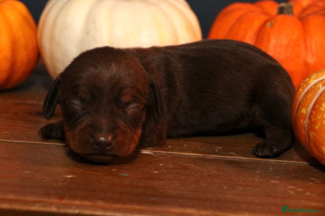 Miniature Dachshund dogs for sale: Pedigree KC show line miniature dachshund puppies  - Image 8