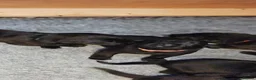 Labrador Retriever dogs for sale: Superb, black labrador, FTCH pedigree, puppies - Advert 11