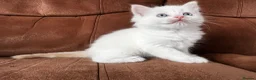 Maine Coon cats for sale: 4 LEFT! Stunning main coon x ragdoll kittens  - Advert 9