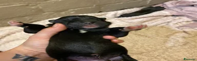 Mixed Breed 8