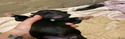 Mixed Breed dogs for sale: Rottweiler/akita / mastiff/ Serbiandefence puppies in Swadlincote - Advert 3