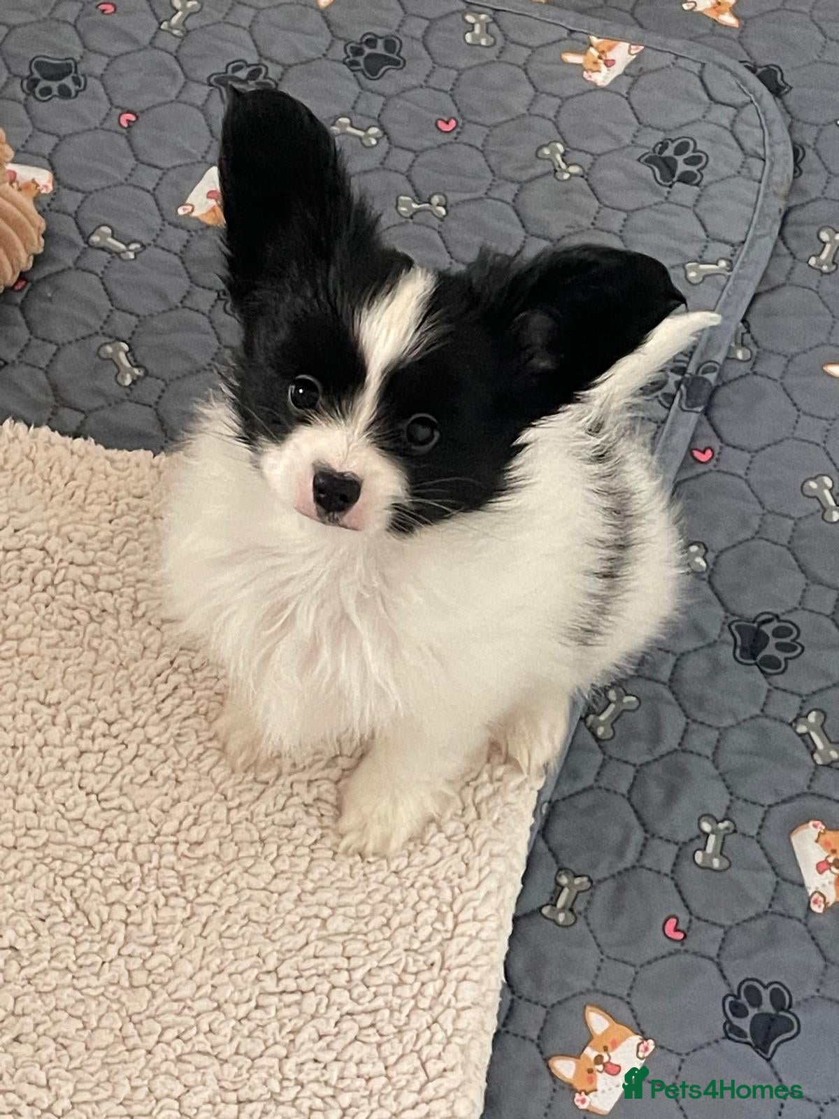 Papillon dogs KC reg hereditary clear papillon puppy for sale - Advert 2