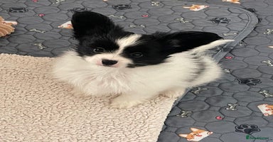 Papillon dogs - Advert 1